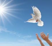White Dove Release for weddings, funerals and special occasions in East Sussex, Brighton, Lewes and Eastbourne.