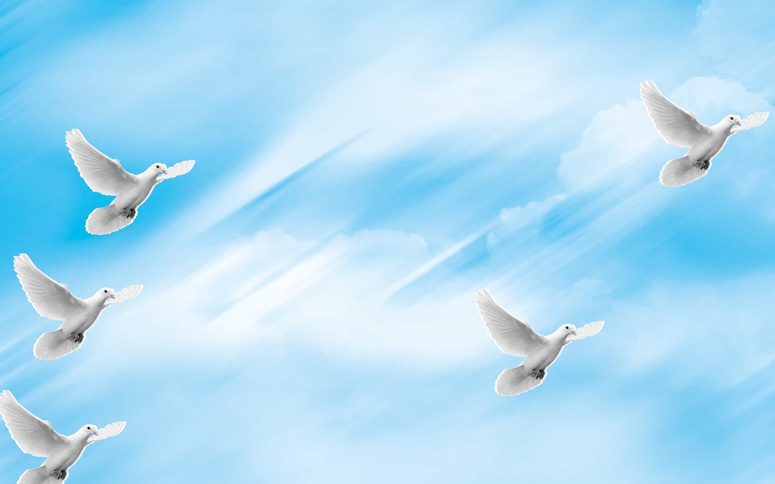 White Doves Blue Sky Cloud Wallpaper Hd Birds Wallpap vrogue.co