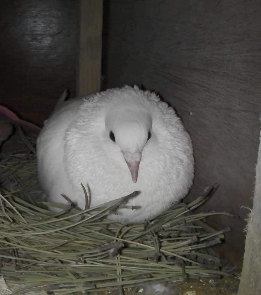 Sussex dove release