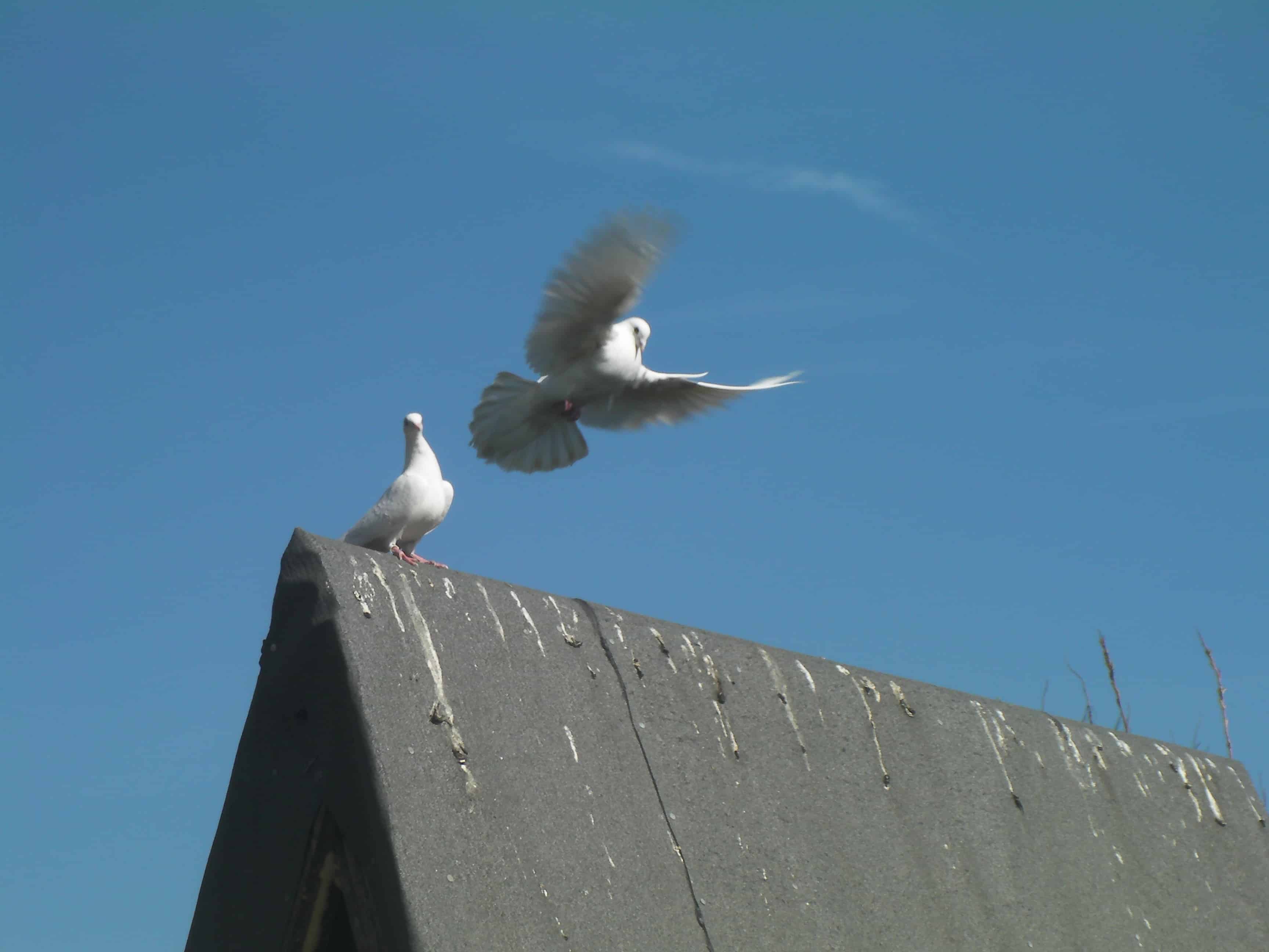 Sussex dove release