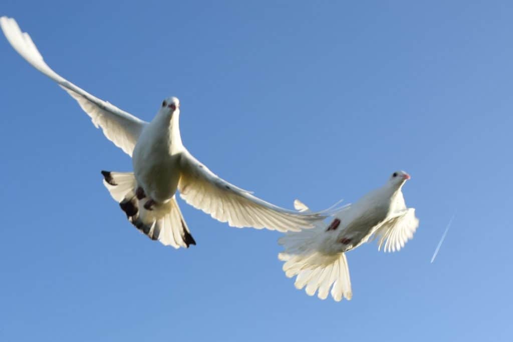 Sussex dove release
