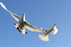 Sussex dove release
