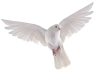 Sussex dove release