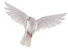 Sussex dove release